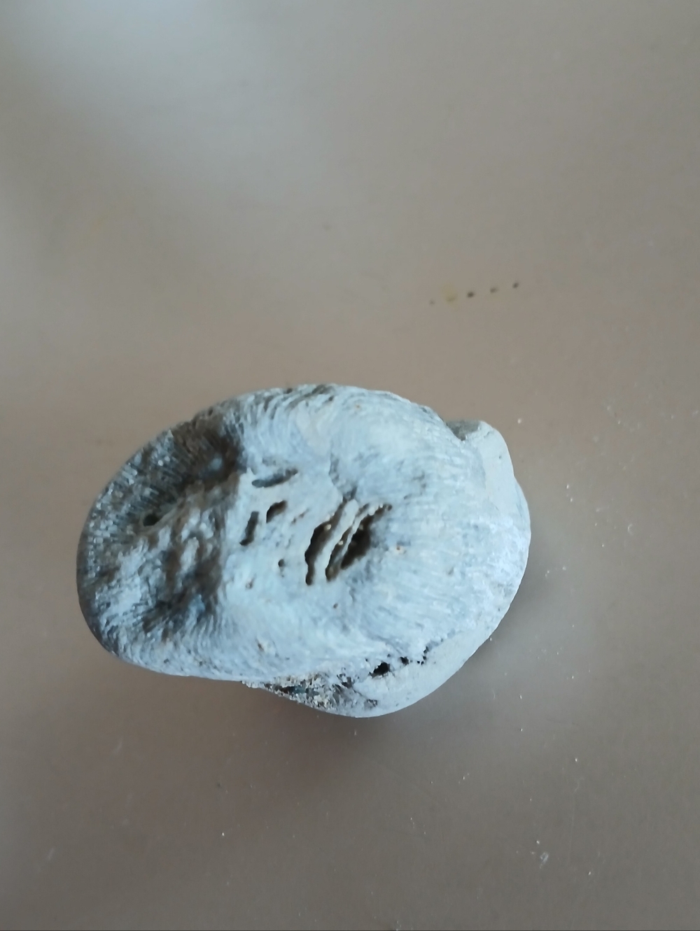 Fossil Collection - Picture 12 of 16